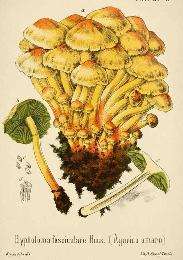 Reproducción/Reproduction 8574881848: I funghi mangerecci e velenosi dell'Europa media,. Trento,G. Zippel,1906.