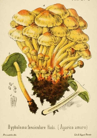 Reproducción/Reproduction 8574881848: I funghi mangerecci e velenosi dell'Europa media,. Trento,G. Zippel,1906.