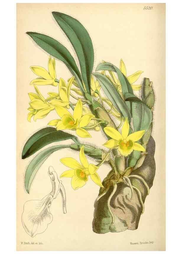 Reproducción/Reproduction 8568716491: Curtis's botanical magazine.. London ;New York [etc.] :Academic Press [etc.]