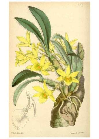 Reproducción/Reproduction 8568716491: Curtis's botanical magazine.. London ;New York [etc.] :Academic Press [etc.]