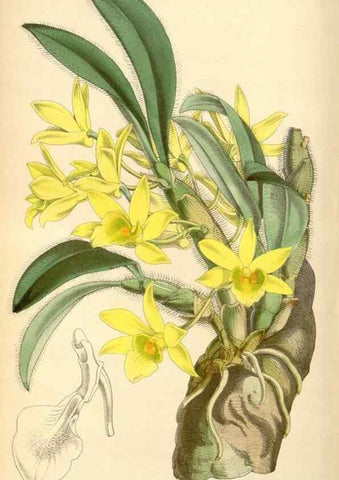 Reproducción/Reproduction 8568716491: Curtis's botanical magazine.. London ;New York [etc.] :Academic Press [etc.]