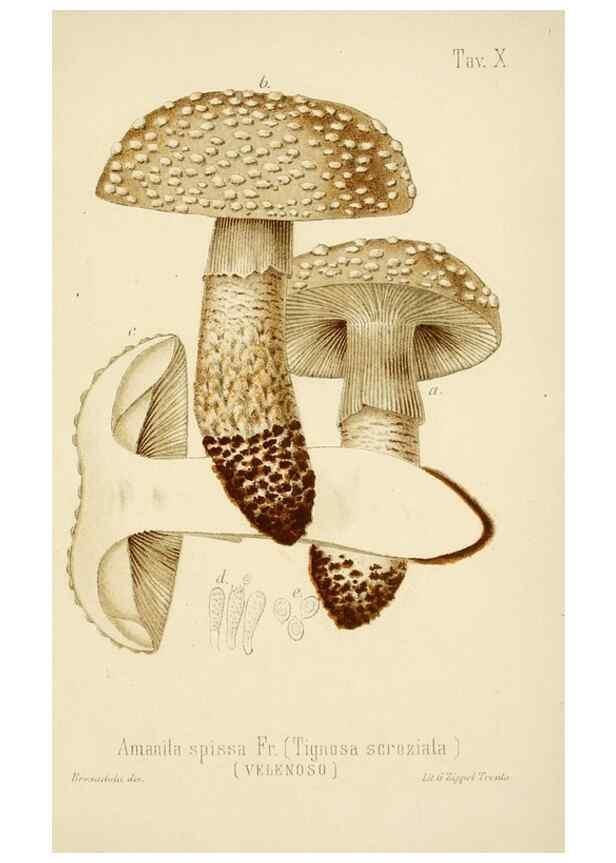 Reproducción/Reproduction 8573772589: I funghi mangerecci e velenosi dell'Europa media,. Trento,G. Zippel,1906.
