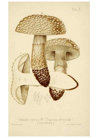 Reproducción/Reproduction 8573772589: I funghi mangerecci e velenosi dell'Europa media,. Trento,G. Zippel,1906.
