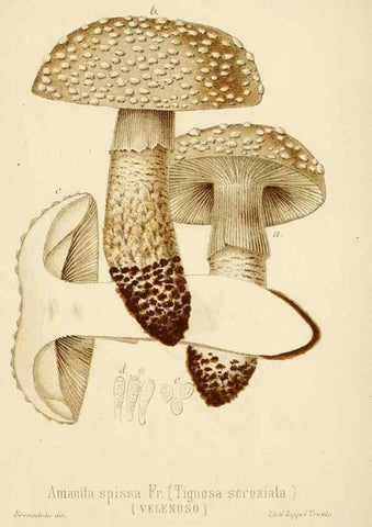 Reproducción/Reproduction 8573772589: I funghi mangerecci e velenosi dell'Europa media,. Trento,G. Zippel,1906.