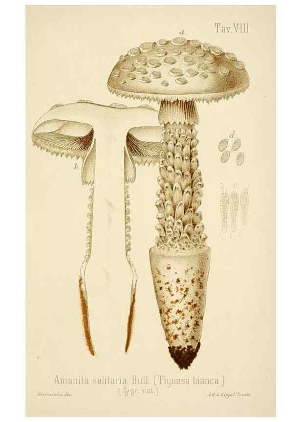 Reproducción/Reproduction 8573772073: I funghi mangerecci e velenosi dell'Europa media,. Trento,G. Zippel,1906.