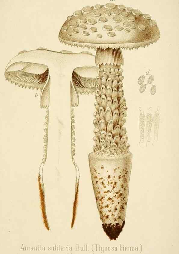 Reproducción/Reproduction 8573772073: I funghi mangerecci e velenosi dell'Europa media,. Trento,G. Zippel,1906.