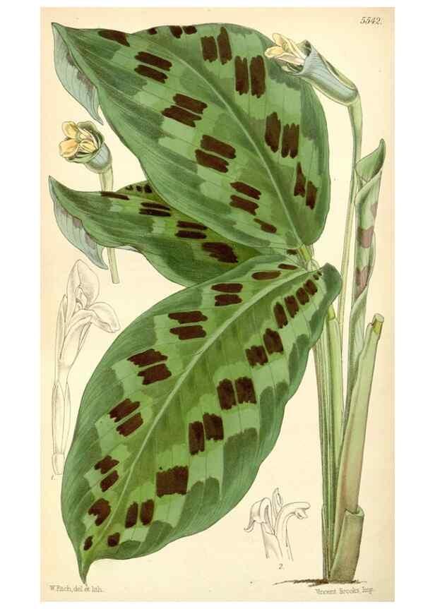 Reproducción/Reproduction 8569834684: Curtis's botanical magazine.. London ;New York [etc.] :Academic Press [etc.]