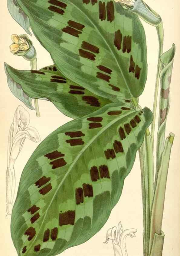 Reproducción/Reproduction 8569834684: Curtis's botanical magazine.. London ;New York [etc.] :Academic Press [etc.]