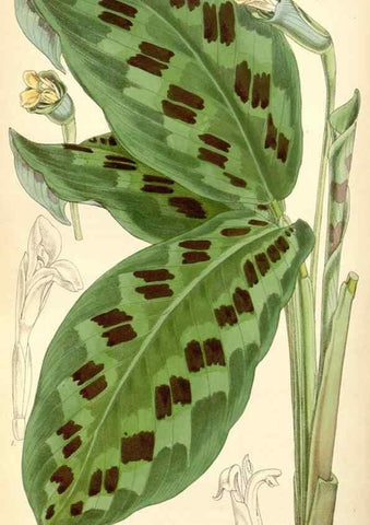 Reproducción/Reproduction 8569834684: Curtis's botanical magazine.. London ;New York [etc.] :Academic Press [etc.]