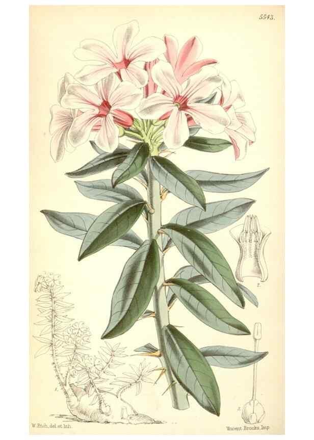 Reproducción/Reproduction 8569835458: Curtis's botanical magazine.. London ;New York [etc.] :Academic Press [etc.]