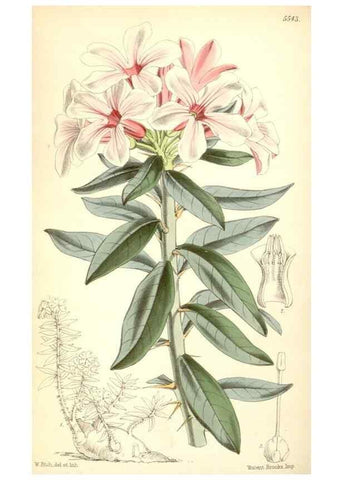 Reproducción/Reproduction 8569835458: Curtis's botanical magazine.. London ;New York [etc.] :Academic Press [etc.]