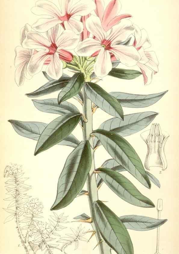 Reproducción/Reproduction 8569835458: Curtis's botanical magazine.. London ;New York [etc.] :Academic Press [etc.]