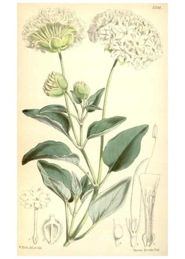 Reproducción/Reproduction 8569836220: Curtis's botanical magazine.. London ;New York [etc.] :Academic Press [etc.]