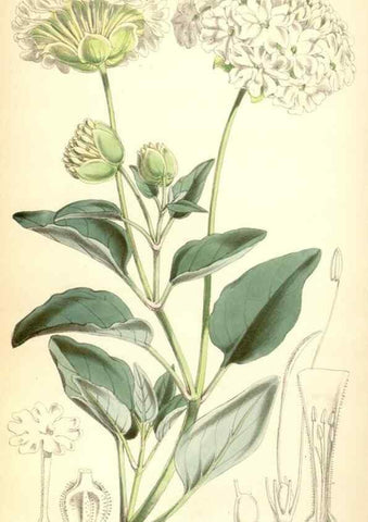 Reproducción/Reproduction 8569836220: Curtis's botanical magazine.. London ;New York [etc.] :Academic Press [etc.]