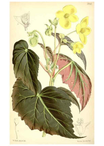Reproducción/Reproduction 8569837100: Curtis's botanical magazine.. London ;New York [etc.] :Academic Press [etc.]