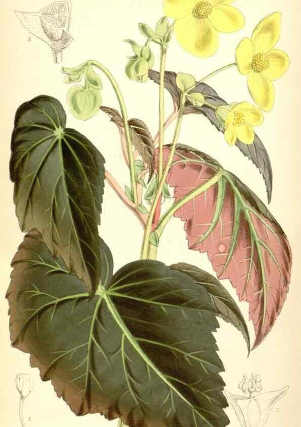 Reproducción/Reproduction 8569837100: Curtis's botanical magazine.. London ;New York [etc.] :Academic Press [etc.]