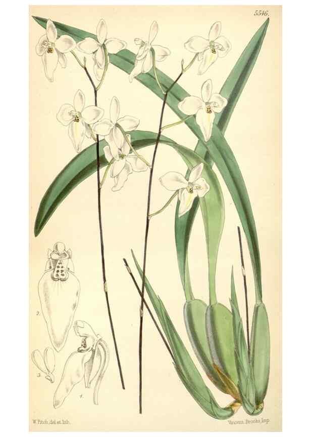 Reproducción/Reproduction 8568740367: Curtis's botanical magazine.. London ;New York [etc.] :Academic Press [etc.]