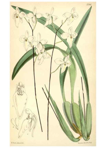 Reproducción/Reproduction 8568740367: Curtis's botanical magazine.. London ;New York [etc.] :Academic Press [etc.]