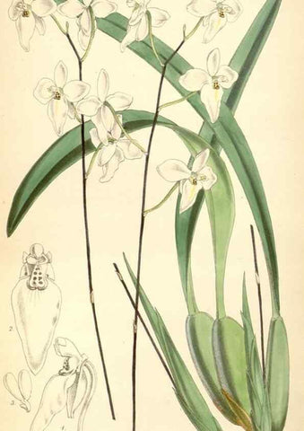Reproducción/Reproduction 8568740367: Curtis's botanical magazine.. London ;New York [etc.] :Academic Press [etc.]