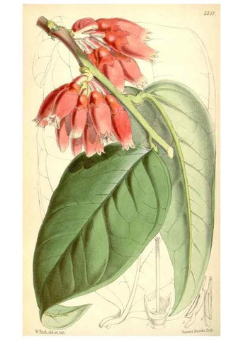 Reproducción/Reproduction 8569838794: Curtis's botanical magazine.. London ;New York [etc.] :Academic Press [etc.]