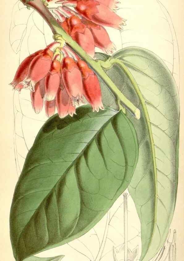 Reproducción/Reproduction 8569838794: Curtis's botanical magazine.. London ;New York [etc.] :Academic Press [etc.]