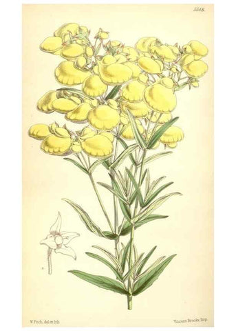 Reproducción/Reproduction 8569839524: Curtis's botanical magazine.. London ;New York [etc.] :Academic Press [etc.]