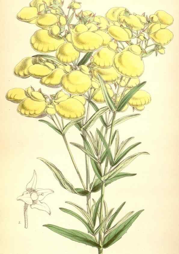 Reproducción/Reproduction 8569839524: Curtis's botanical magazine.. London ;New York [etc.] :Academic Press [etc.]
