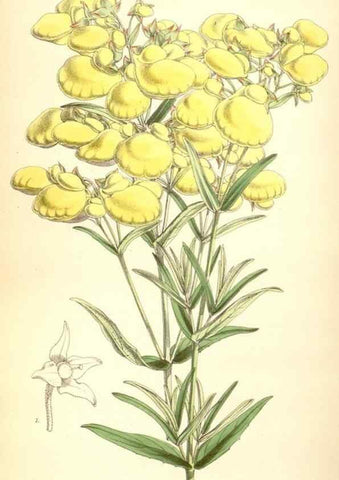Reproducción/Reproduction 8569839524: Curtis's botanical magazine.. London ;New York [etc.] :Academic Press [etc.]