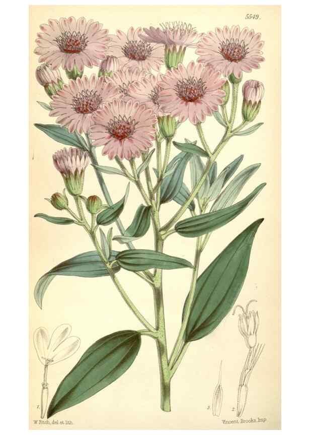 Reproducción/Reproduction 8569840500: Curtis's botanical magazine.. London ;New York [etc.] :Academic Press [etc.]