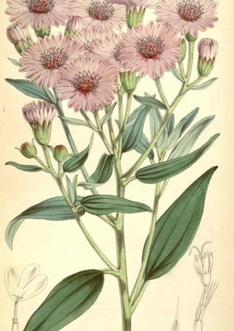 Reproducción/Reproduction 8569840500: Curtis's botanical magazine.. London ;New York [etc.] :Academic Press [etc.]