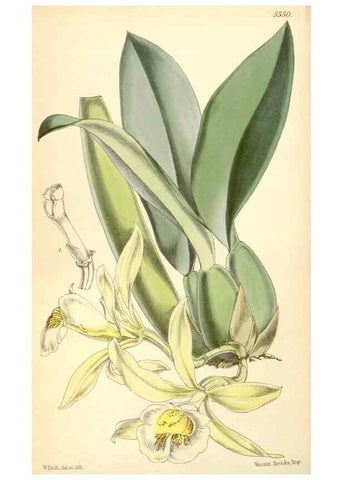 Reproducción/Reproduction 8569841240: Curtis's botanical magazine.. London ;New York [etc.] :Academic Press [etc.]