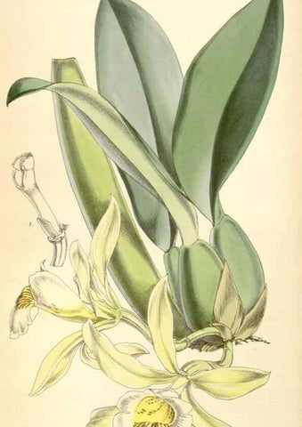 Reproducción/Reproduction 8569841240: Curtis's botanical magazine.. London ;New York [etc.] :Academic Press [etc.]