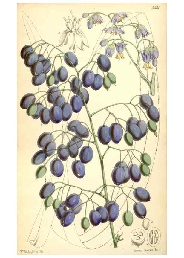 Reproducción/Reproduction 8569842078: Curtis's botanical magazine.. London ;New York [etc.] :Academic Press [etc.]