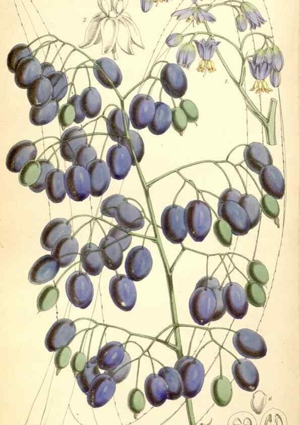 Reproducción/Reproduction 8569842078: Curtis's botanical magazine.. London ;New York [etc.] :Academic Press [etc.]