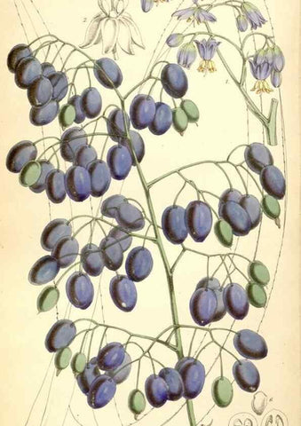 Reproducción/Reproduction 8569842078: Curtis's botanical magazine.. London ;New York [etc.] :Academic Press [etc.]