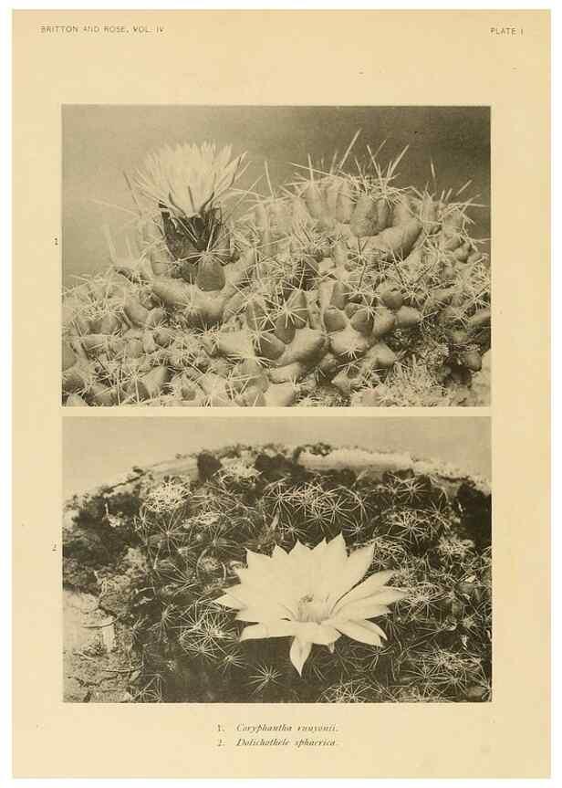 Reproducción/Reproduction 8570902639: The Cactaceae :. Washington :Carnegie Institution of Washington,1919-1923.