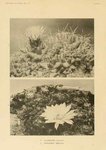 Reproducción/Reproduction 8570902639: The Cactaceae :. Washington :Carnegie Institution of Washington,1919-1923.