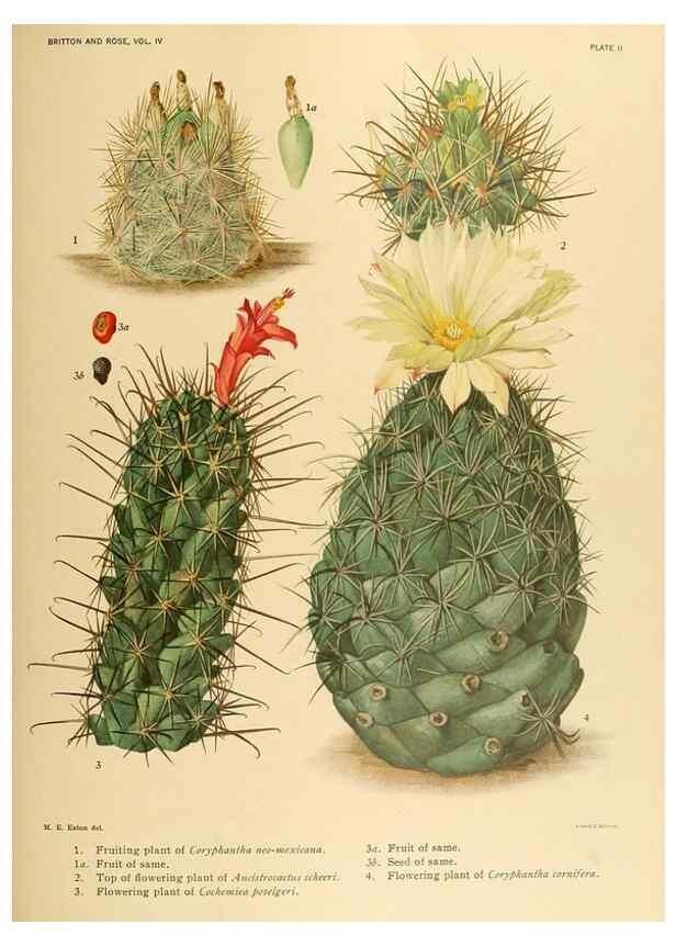 Reproducción/Reproduction 8571998062: The Cactaceae :. Washington :Carnegie Institution of Washington,1919-1923.