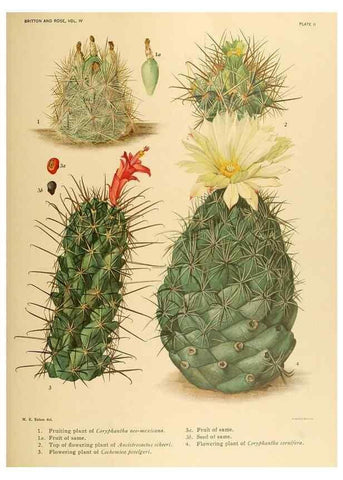 Reproducción/Reproduction 8571998062: The Cactaceae :. Washington :Carnegie Institution of Washington,1919-1923.