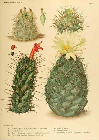 Reproducción/Reproduction 8571998062: The Cactaceae :. Washington :Carnegie Institution of Washington,1919-1923.