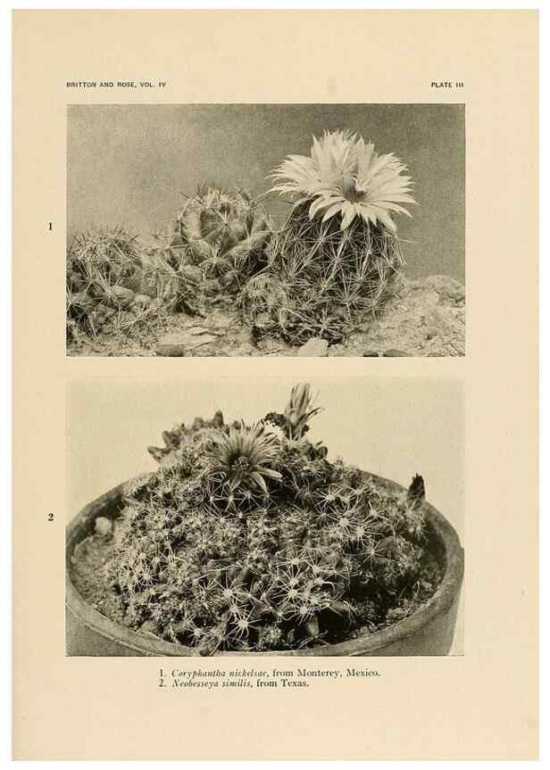 Reproducción/Reproduction 8570903623: The Cactaceae :. Washington :Carnegie Institution of Washington,1919-1923.