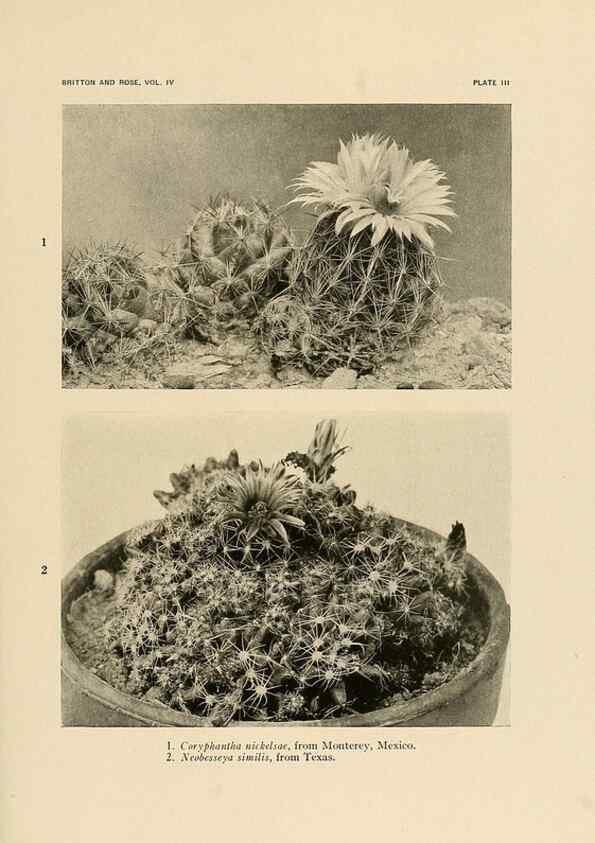 Reproducción/Reproduction 8570903623: The Cactaceae :. Washington :Carnegie Institution of Washington,1919-1923.