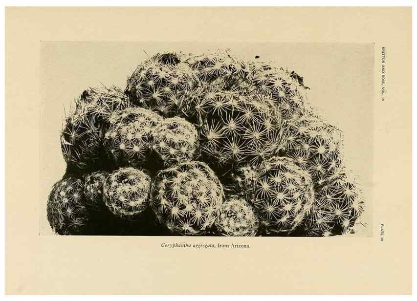 Reproducción/Reproduction 8571999350: The Cactaceae :. Washington :Carnegie Institution of Washington,1919-1923.