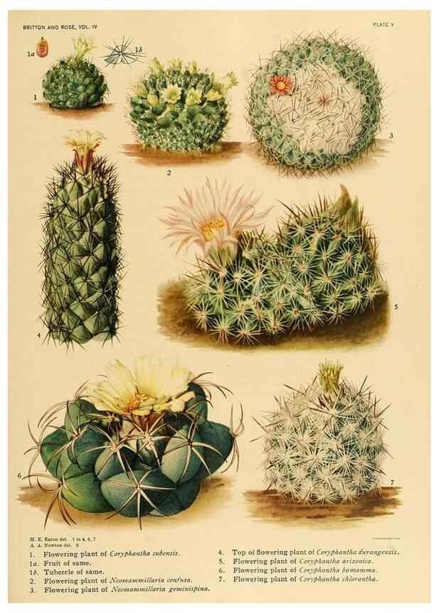Reproducción/Reproduction 8570904725: The Cactaceae :. Washington :Carnegie Institution of Washington,1919-1923.