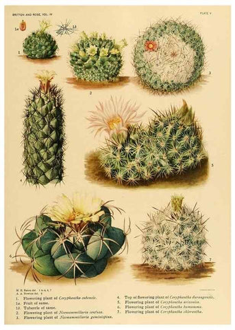 Reproducción/Reproduction 8570904725: The Cactaceae :. Washington :Carnegie Institution of Washington,1919-1923.