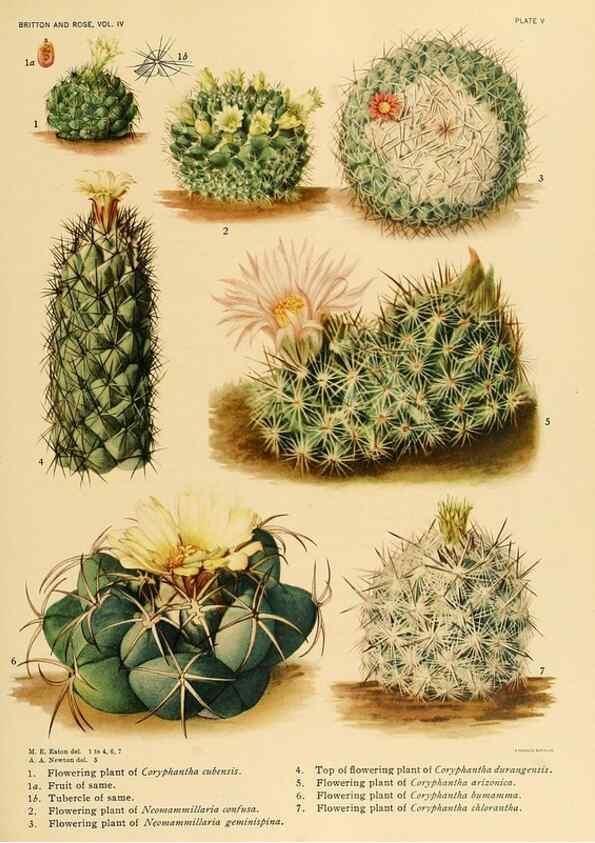 Reproducción/Reproduction 8570904725: The Cactaceae :. Washington :Carnegie Institution of Washington,1919-1923.