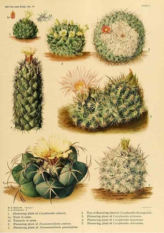 Reproducción/Reproduction 8570904725: The Cactaceae :. Washington :Carnegie Institution of Washington,1919-1923.