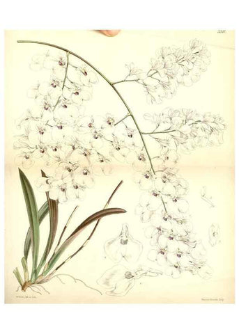 Reproducción/Reproduction 8569833894: Curtis's botanical magazine.. London ;New York [etc.] :Academic Press [etc.]