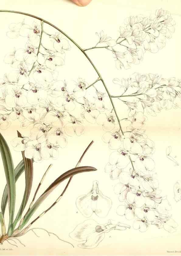 Reproducción/Reproduction 8569833894: Curtis's botanical magazine.. London ;New York [etc.] :Academic Press [etc.]