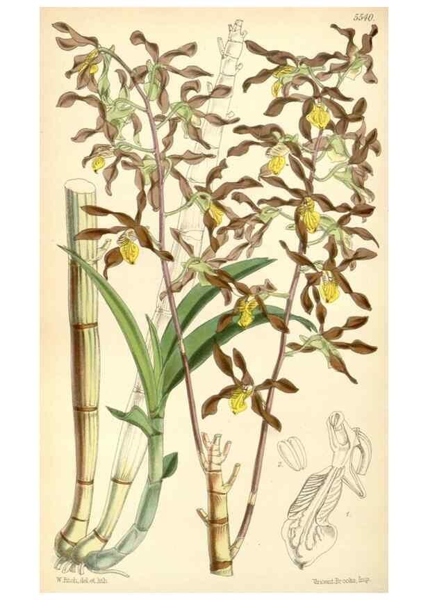 Reproducción/Reproduction 8569833398: Curtis's botanical magazine.. London ;New York [etc.] :Academic Press [etc.]